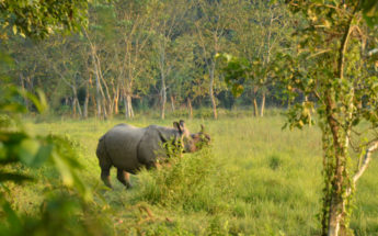 chitwan-national-park